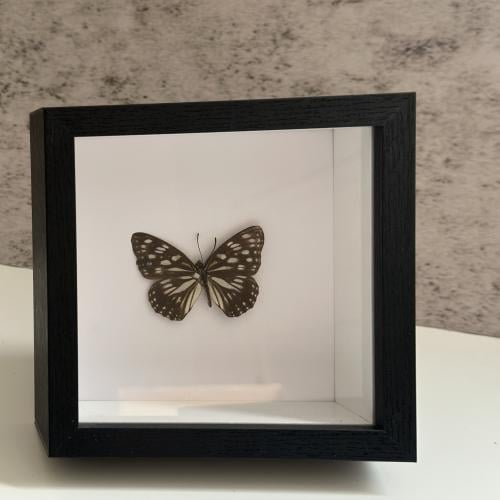 فراشة محنطة 16