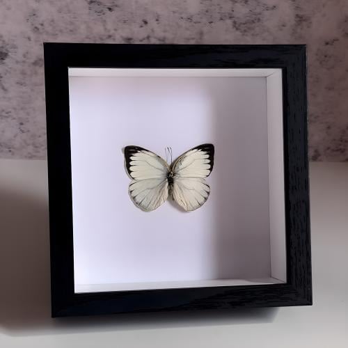 فراشة محنطة 2