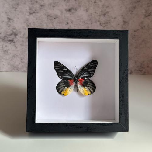 فراشة محنطة 9