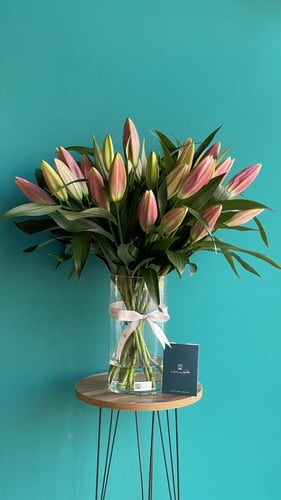 فازة الجمال