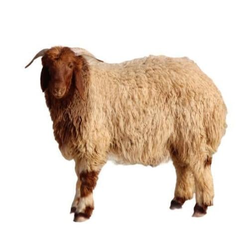 نعيمي 4 شهور سعر عرض