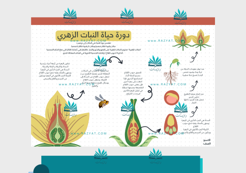 مطوية دورة حياة النبات الزهري - درس دورات الحياة