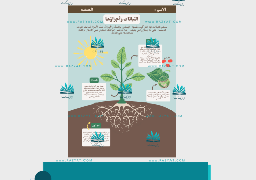 مطوية النباتات وأجزاؤها