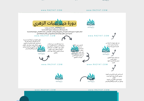 مطوية دورة حياة النبات الزهري - درس دورات الحياة