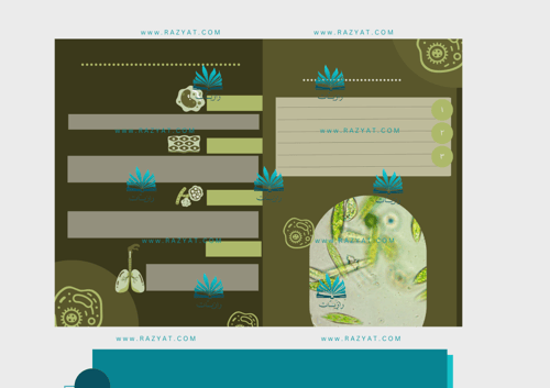 مطوية نظرية الخلية