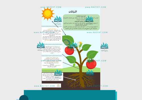 مطوية النباتات