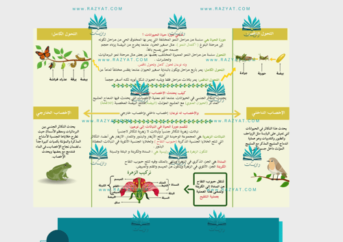 مطوية دورات الحياة