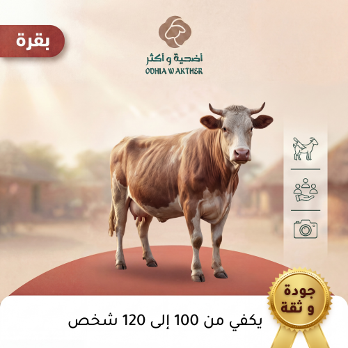 بقرة