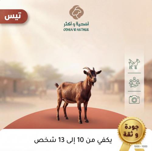 تيس
