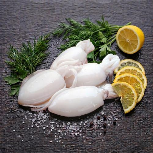 حبار خثاق طازج