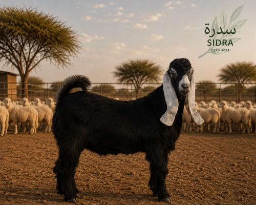 ذبيحة تيس بلدي لباني طازجة | ذبح وتجهيز حسب الطلب