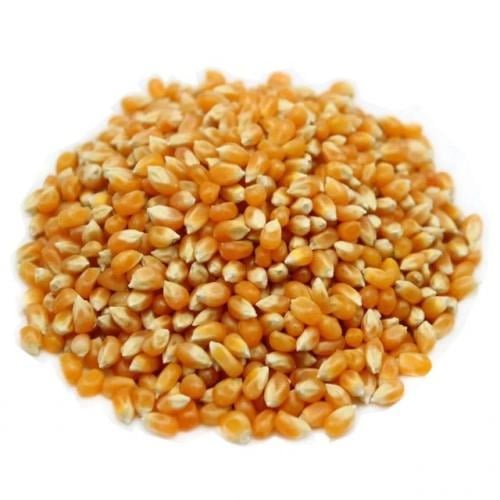 حب ذرة أصفر فاخر (شام أصفر)