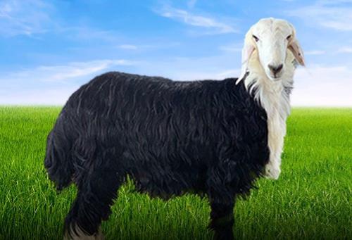 نجدي جبر للمناسبات