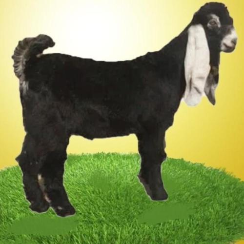 تيس عارضي وسط بلدي