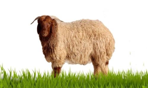 نعيمي جبر بلدي للمناسبات