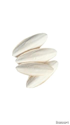 عظم حبار حجم وسط 4 حبات