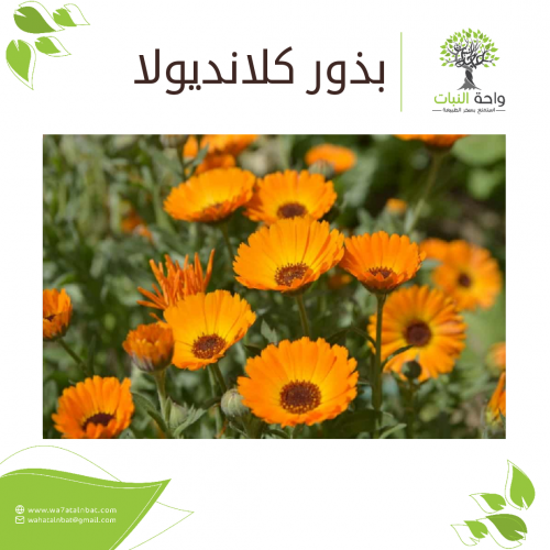 بذور كلانديولا