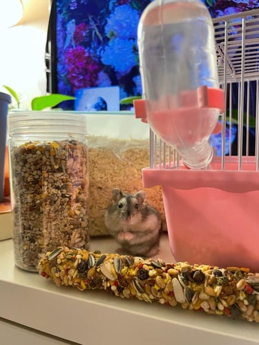 عرض العيد السعيد