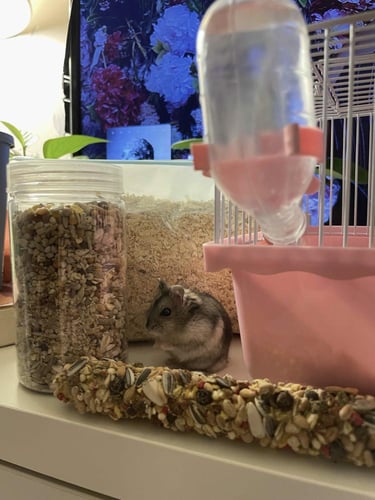 باقة الهامستر الاساسية