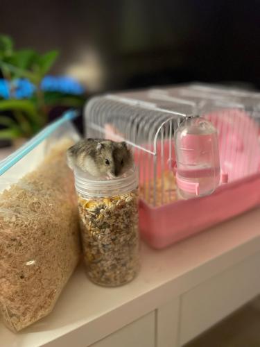 عرض العيد السعيد