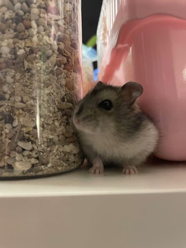 باقة الهامستر الاساسية