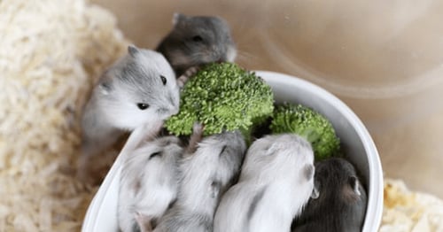 هامستر ونتروايت - بيرل(ابيض ثلجي)