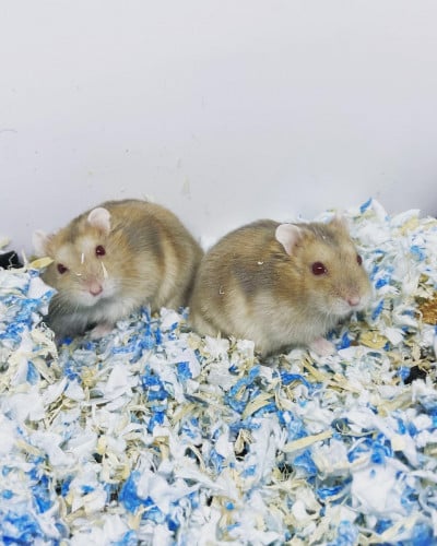 هامستر ونتروايت - ذهبي(فواتح)