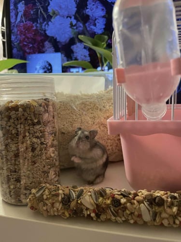 باقة الهامستر الاساسية