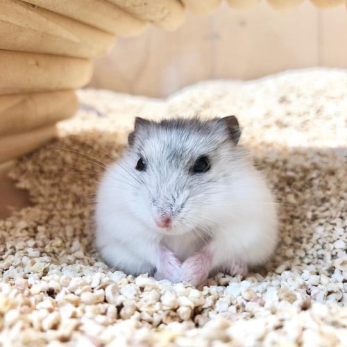 هامستر ونتروايت - بيرل(ابيض ثلجي)