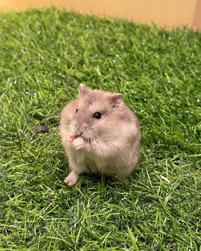 هامستر ونتروايت - سفير (الرمادي البني)