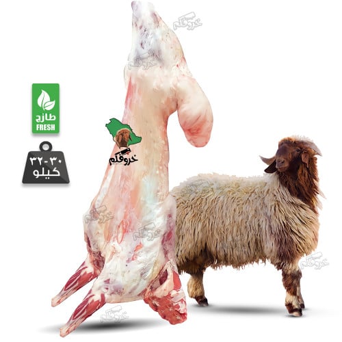 خروف نعيمي كامل وزن 30 الى 32 Kg
