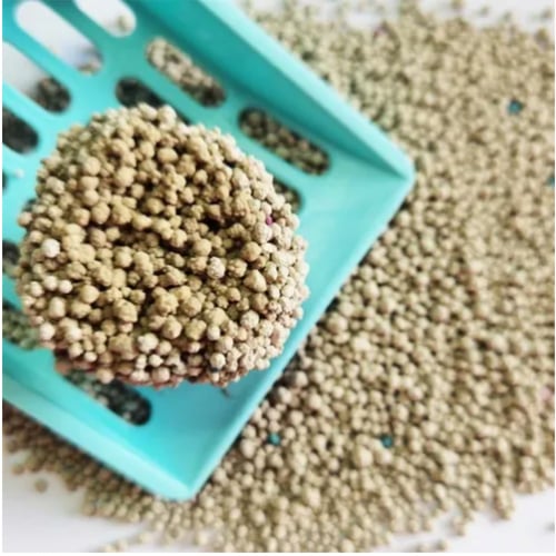 رمل قطط شاي اخضر ليزي ليدي