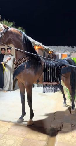طقم وشاح ملكي