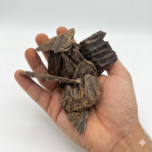 كلمنتان اندونيسي (عرض التجار )
