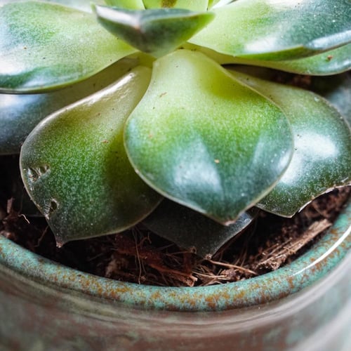 حوض زرع خزفي