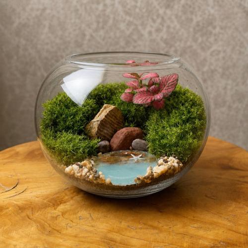 تيراريوم - Terrarium