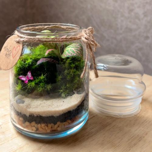 تيراريوم - Terrarium