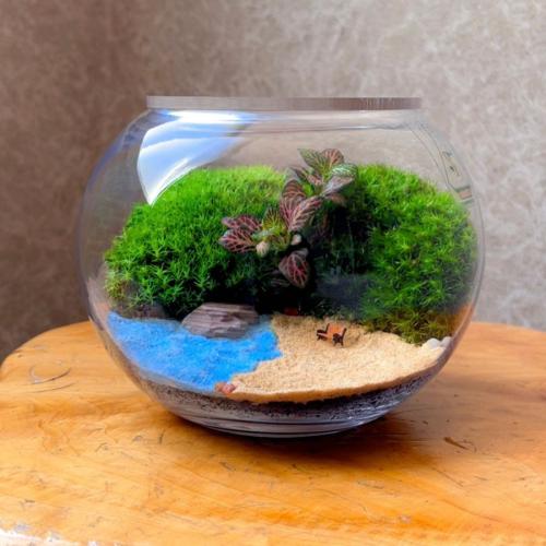 تيراريوم - Terrarium