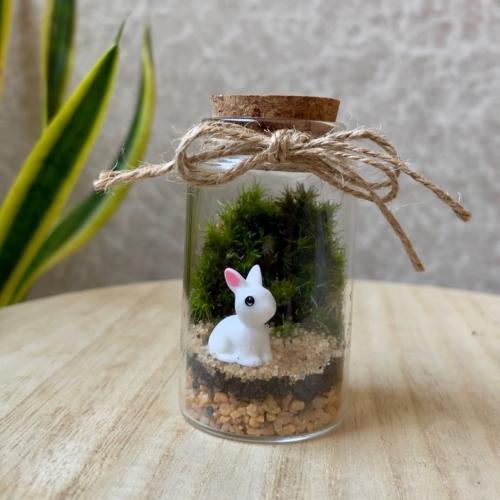 تيراريوم - Terrarium