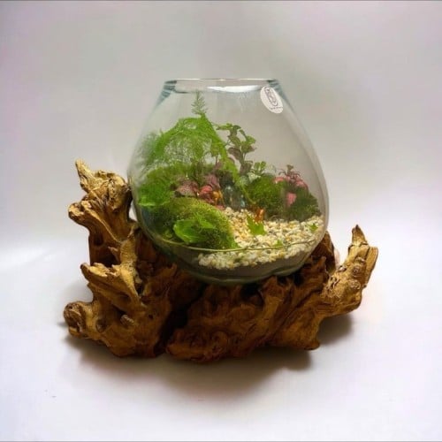 تيراريوم - Terrarium