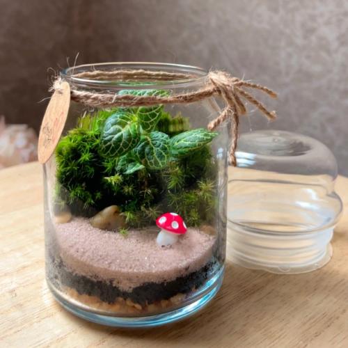 تيراريوم - Terrarium