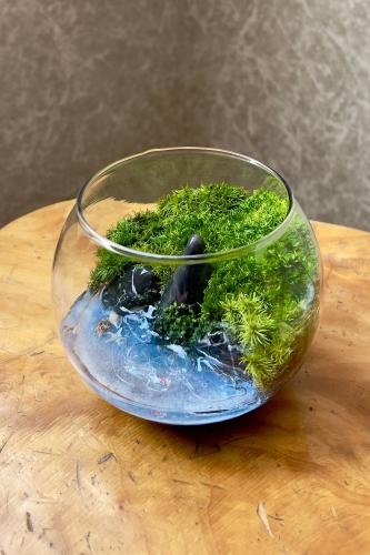 تيراريوم - Terrarium