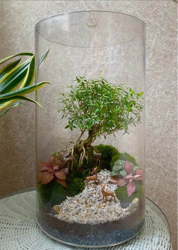تيراريوم - Terrarium