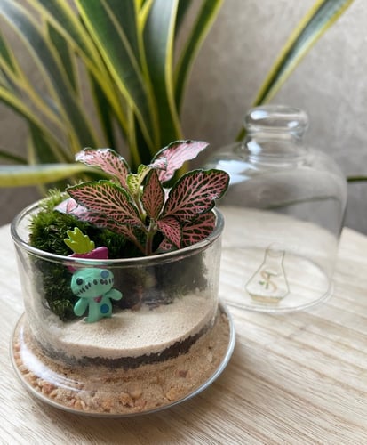تيراريوم - Terrarium