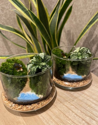 تيراريوم - Terrarium