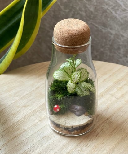 تيراريوم - Terrarium