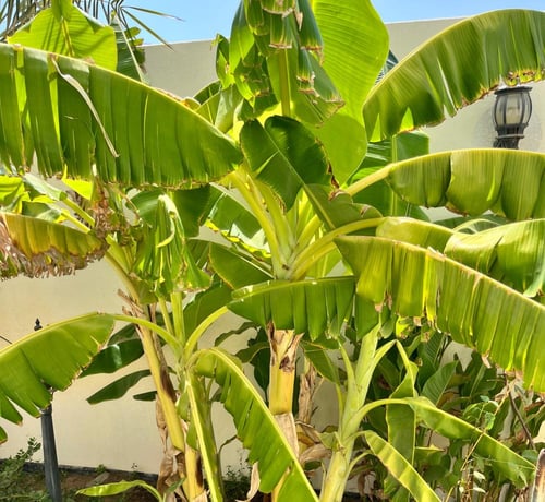 منتج حسب الطلب