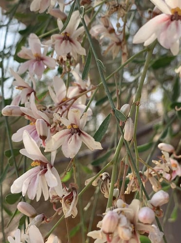 عسل المورينجا