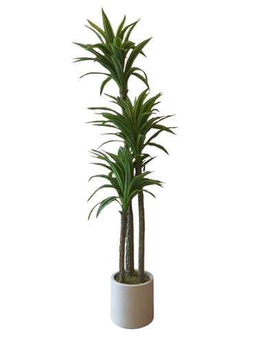 نبتة دراسينا ماسنجانا الصناعية ارتفاع 1.70 م