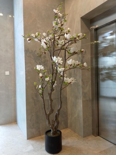 شجر الماغنوليا ابيض مقاس 2٫2م